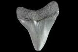 Juvenile Megalodon Tooth - Georgia #99168-1